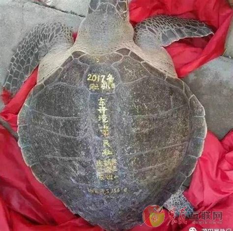 福建渔民捕百斤大海龟 绑着人民币放生_农民头条_农民互联网