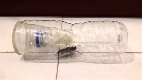 How to Make a Cockroach Trap 的图像结果