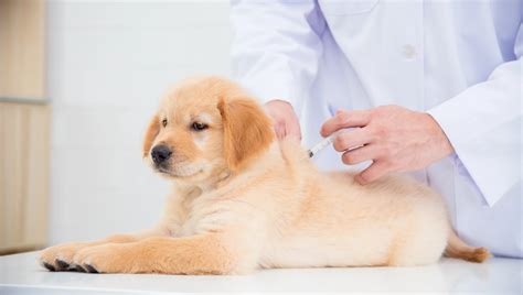 Borrelia Vaccine Dog