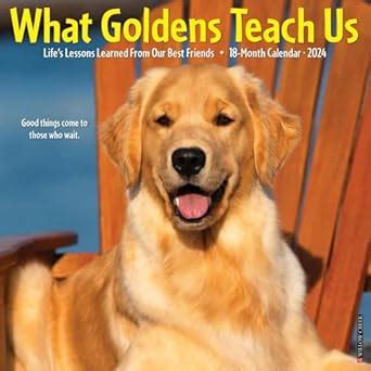 Buy What Goldens Teach Us 2024 12 X 12 Wall Calendar Book Online at Low ...