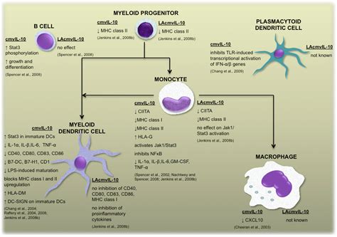 Human Cytomegalovirus Encoded Homologs of Cytokines, Chemokines and ...