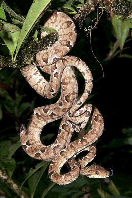 Amazon Tree Python 的图像结果