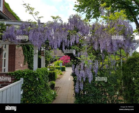 Purple hanging flowers hi-res stock photography and images - Alamy