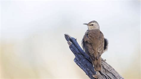 Wallpaper brown treecreeper, bird, wildlife hd, picture, image
