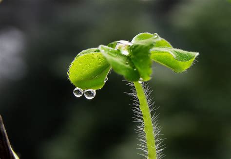 禾苗旁一个真念什么禾苗旁加个念字叫什么2022已更新今日推荐