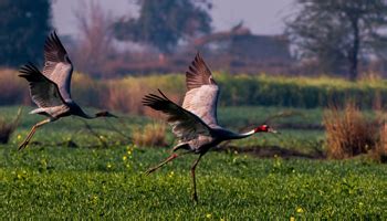 Dudhwa National Park Uttar Pradesh India