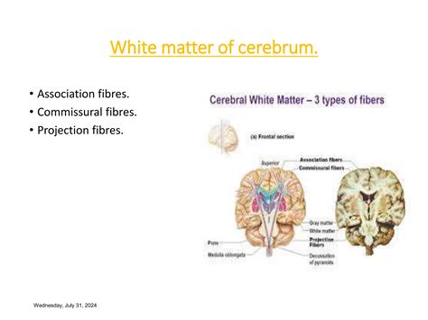 Kluver-Bucy Syndrome.ppt affecting cerebral cortex | PPT