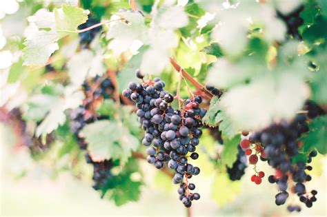 Ciccone Vineyard & Winery