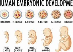 embryology 的图像结果