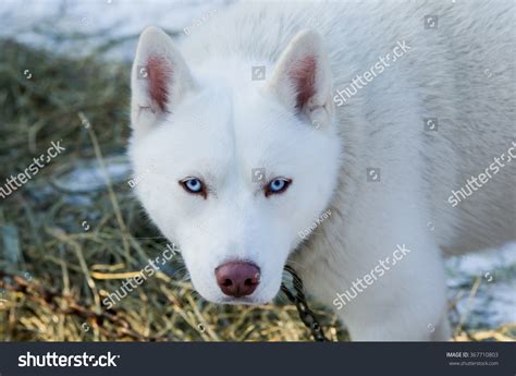 Pure White Husky Blue Eyes Premium Photo | Closeup Of Husky Blue Eye.