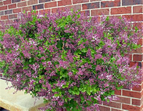 A Rose in the Garden: Dwarf Lilac in April