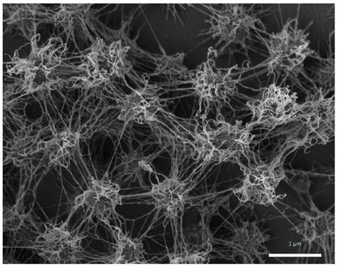 Life | Special Issue : Archaea: Evolution, Physiology, and Molecular ...