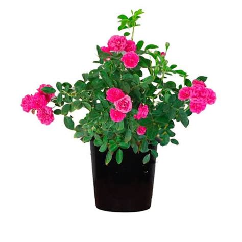 Buy Zephyranthes Grandiflora, Rain Lily (Any Color) - Plant online from ...