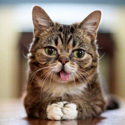 Image result for Python Black App