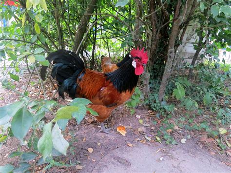 Image result for Black Java Chicken