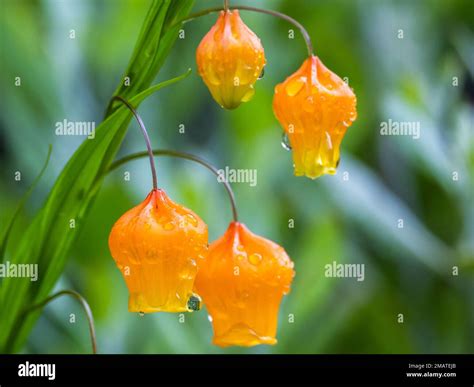 Delicate orange flowers of Sandersonia aurantiaca, also called Christmas bells, Chinese lantern ...