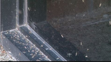 Image result for Exploding Bug