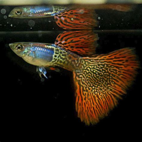 Acuario y plantas acuáticas - Aquaplantas MX – AQUAPLANTAS