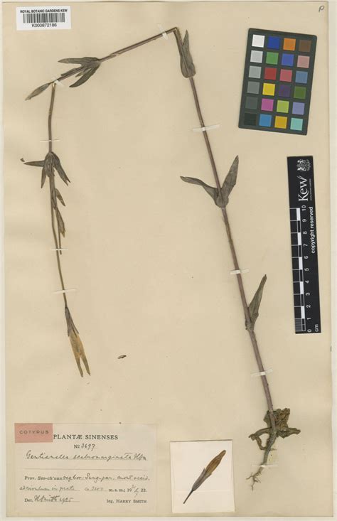 Gentianopsis paludosa var. ovatodeltoidea (Burkill) Ma ex T.N.Ho ...