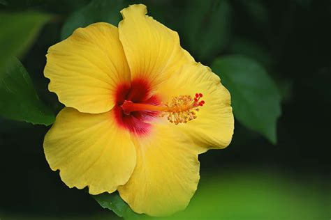 [100+] Hibiscus Flower Wallpapers | Wallpapers.com