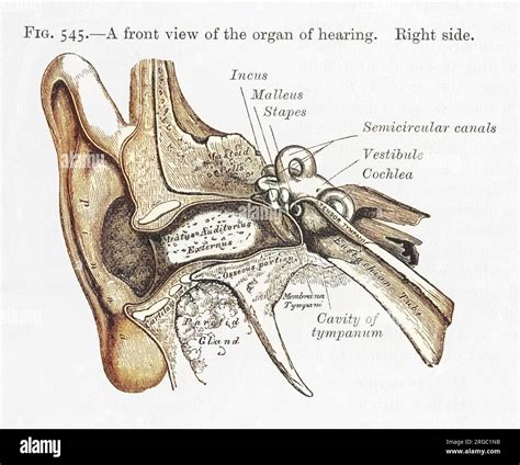 Ear Model Labeled
