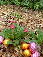 Image result for Spring Easter Eggs