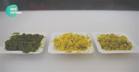 ProFuture and AllMicroalgae produce new Chlorella strain