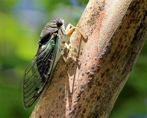 Cicadas: summer's ancient musicians