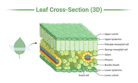 Leaf Cross-Section (3D) | BioRender Science Templates