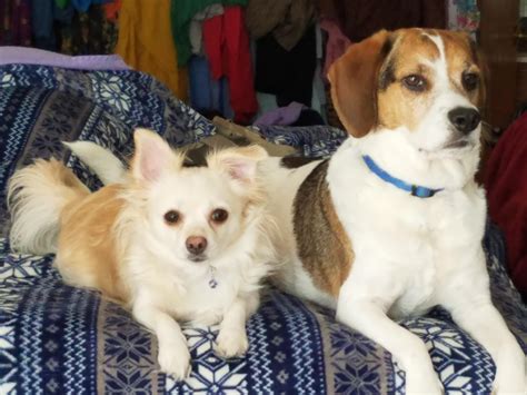 My Chihuahua and our beagle mix, Toby. : Chihuahua