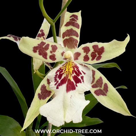 Buy Oncidium Orchids Online India | Dancing lady oncidium online ...