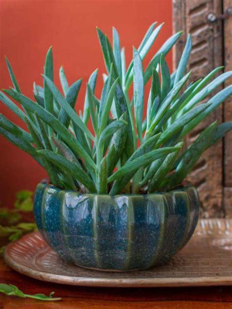 Pots & Planters | Ceramic Bonsai Planter Set of 3