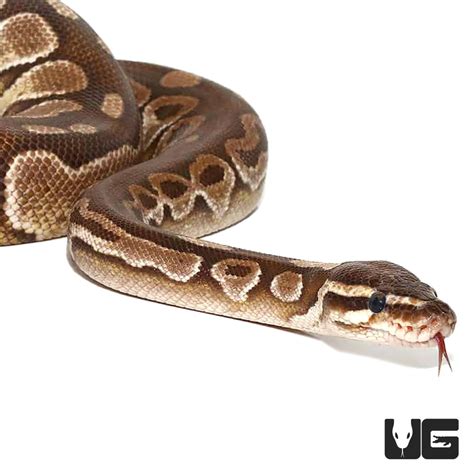 Image result for Lesser Ball Python