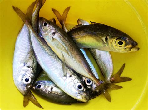 オンスからグラムへの換算方法・早見表｜ポンド・キロ・リットル・ガロン | 釣りラボマガジン