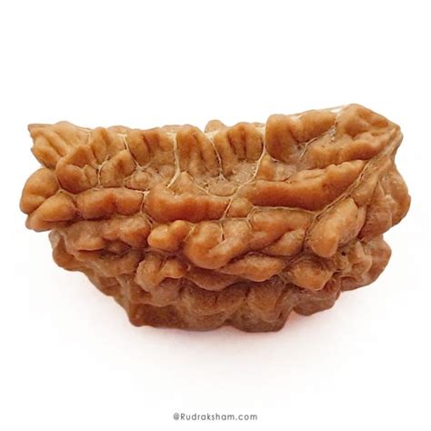 1 Mukhi Rudraksha Kaju Dana (Indian Origin) | Lord Shiva & Sun | Rudraksham