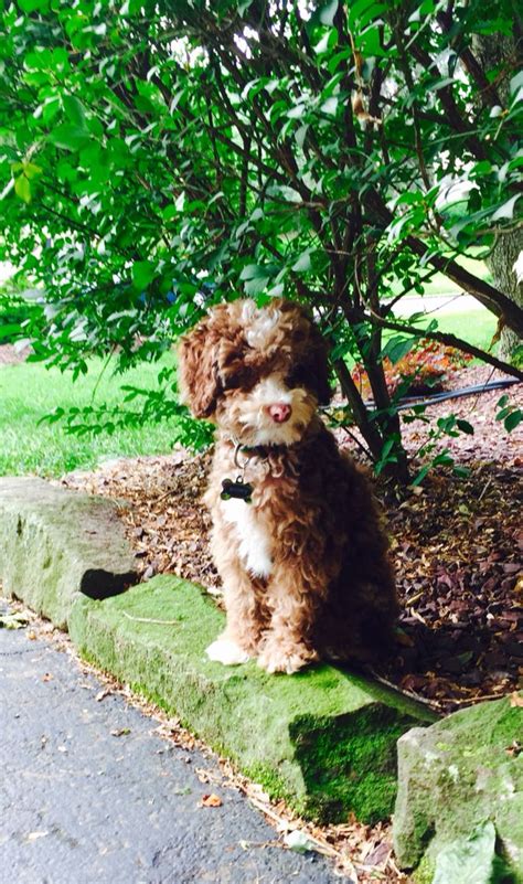 Buff Tri Cockapoo 的图像结果