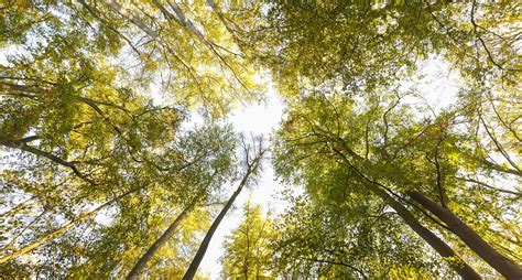 Image result for Equirectangular Forest