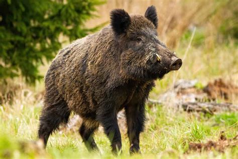 Asp.net Core Checkbox Example 的图像结果