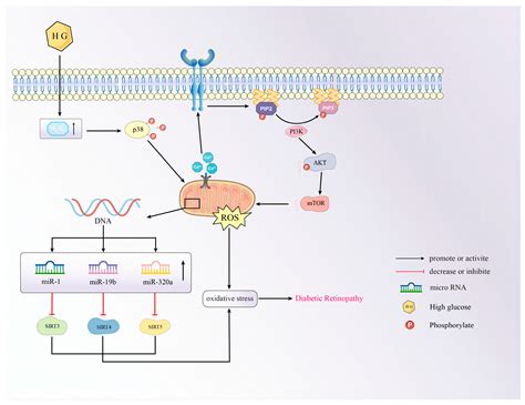 Cellular Senescence: A Bridge Between Diabetes and Microangiopathy