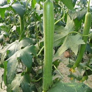 VibeX ® XXL-50 Loofa Seeds Smooth Sponge Gourd Vine Seed Price in India ...