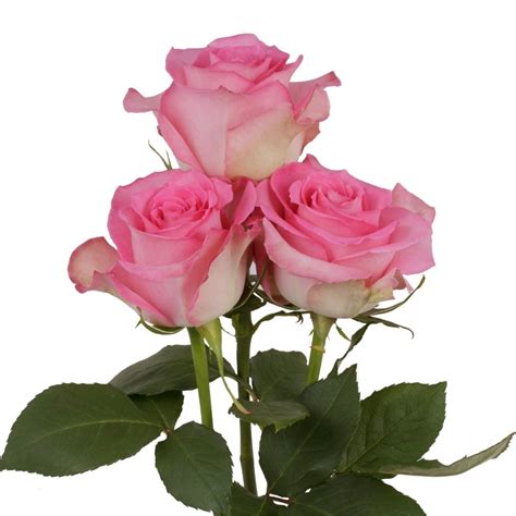 Wholesale Roses — Las Vegas Flower Market