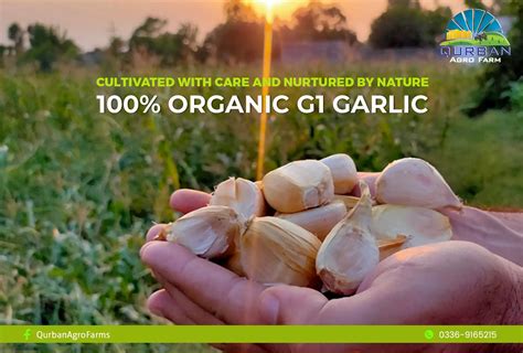 What is NARC G1 garlic? - Qurban Agro Farms