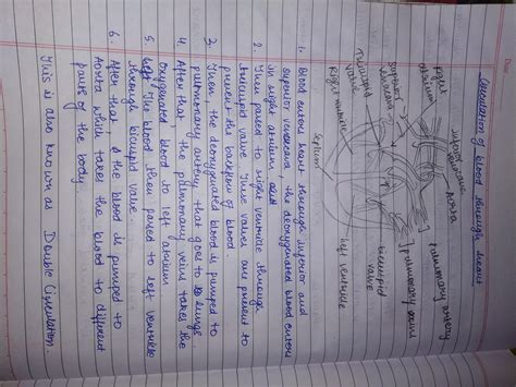 Describe the flow of blood through the heart of human beings in ...