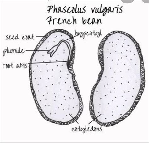 draw a neat labelled diagram of internal structure of been seed ...