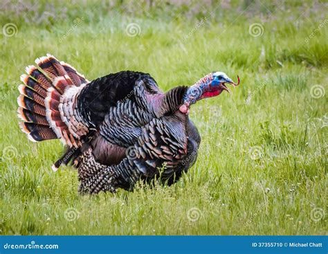 Gobbling Turkey stock photo. Image of gobble, displaying - 37355710