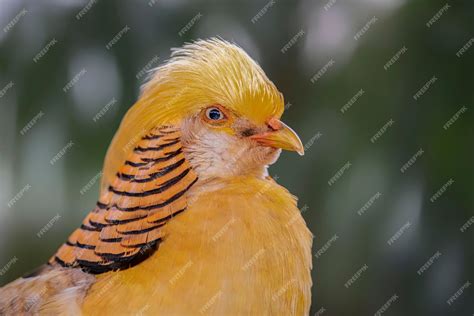 Premium Photo | Beautiful yellow golden pheasants (chrysolophus pictus ...