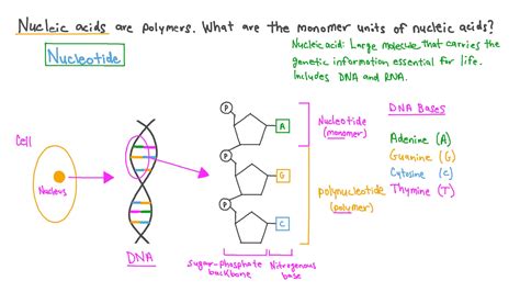 Question Video: Identifying the Monomer Units in Nucleic Acid Polymers ...