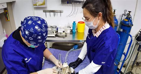 Associate Veterinarian Job Description