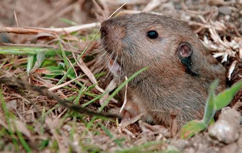 Gopher Control Methods 的图像结果