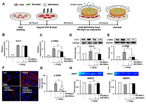 Combination Therapy of Placenta-Derived Mesenchymal Stem Cells with ...